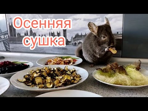 Видео: Осенняя сушка для шиншилл🥕🍏