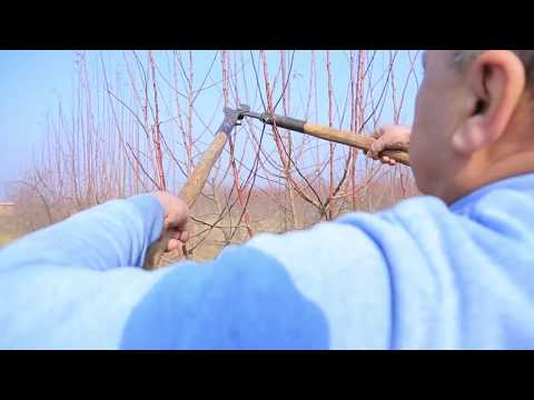 Видео: Олмага баҳорги  шакл бериш