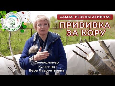 Видео: Самый простой способ прививки деревьев. Прививка за кору.