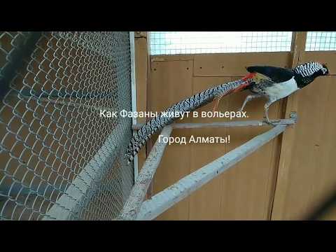 Видео: Как Фазаны живут в вольерах?