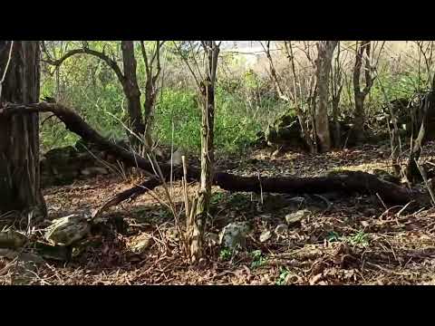 Видео: 7 ноября 2023г.Мой дом.Огород практически готов)