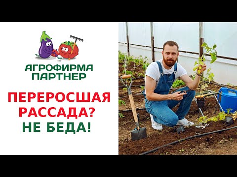 Видео: ПЕРЕРОСШАЯ РАССАДА - НЕ БЕДА! ОСНОВНЫЕ ПРАВИЛА ПОСАДКИ