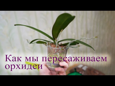 Видео: Пересадка орхидеи