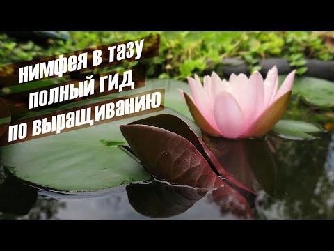 Видео: Как вырастить настоящую нимфею в обычном строительном тазу?