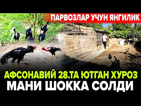 Видео: ПАРВОЗЛАР УЧУН ЯНГИЛИК ИНТЕРНЕТНИ ЛАГЗАГА СОЛГАН 28.ТА ЮТГАН ДАКАН ХУРОЗ ВИДЕОСИ