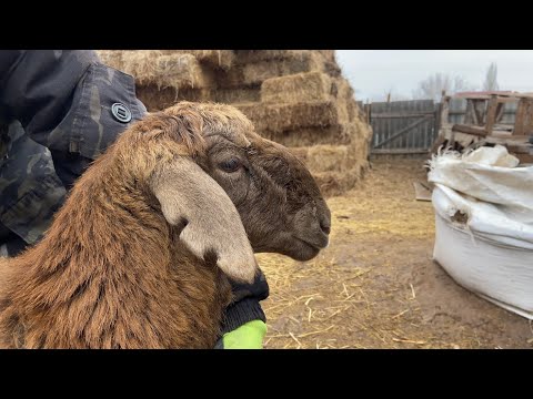 Видео: Как отличить Эдильбая от других пород