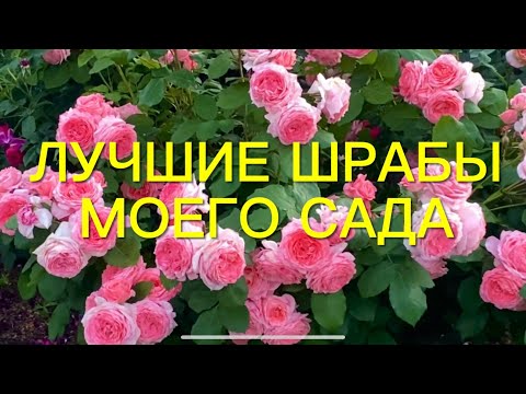 Видео: Топ 7 самых любимых и красивых шрабов моего сада. Выбираем лучшее.🌹🌹🌹