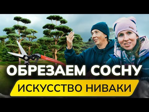 Видео: Как правильно ОБРЕЗАТЬ СОСНУ? Японский стиль НИВАКИ! Мастер Класс в питомнике растений Garden Group