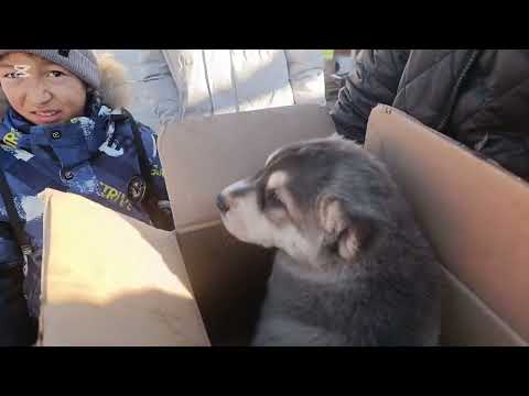 Видео: ИТ БАЗАР# БИШКЕК #алабай#немецкаяовчарка #питбуль #собачки Үндүк тоок Каз Өрдөк 02/02/25/