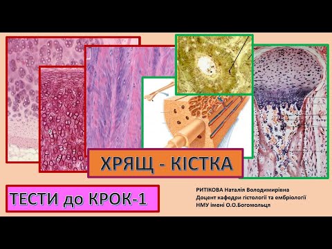 Видео: КРОК -1_ Тести_ Хрящ_ Кістка