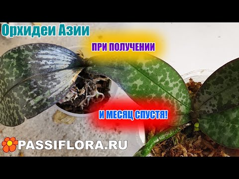 Видео: НЕ реанимируем пришедшие орхидеи!