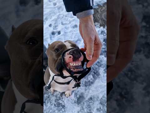 Видео: Амстафф Локи 2 года | 😬 | Стаффорд | Amstaff Loki