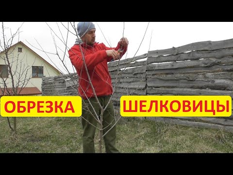 Видео: Обрезка шелковицы. Двухлетних и пятилетних деревьев. На конкретных примерах