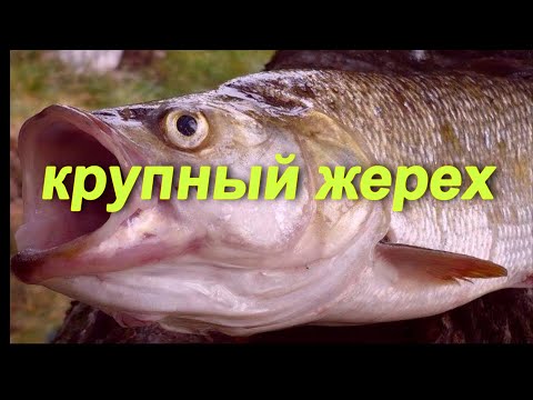 Видео: ЖЕРЕХ ПРОСТО ГИГАНТ!! ВЫ НЕ ПОВЕРИТЕ НА ЧТО КЛЮЕТ ЖЕРЕХ!! РЫБАЛКА ВО ФРАНЦИИ.  RIESIGE RAPFEN.