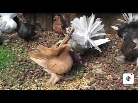 Видео: Голуби Индийские Павлины. (Результат подрезания хвостов)