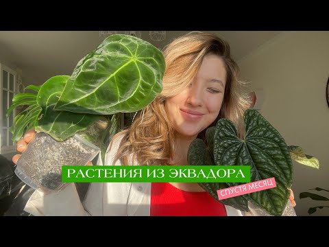 Видео: Растения из Эквадженеры месяц спустя