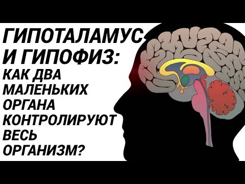 Видео: Гипофиз и гипоталамус: как два маленьких органа контролируют весь организм?