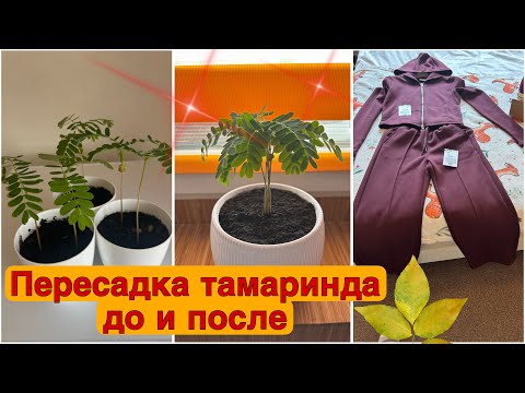 Видео: Польша /Цены на одежду/ BERSHKA/BigStar/ Пересадка Тамаринда🌿
