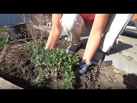 Видео: ХРИЗАНТЕМА МУЛЬТИФЛОРА, размножение весной. 100 % приживаемость.