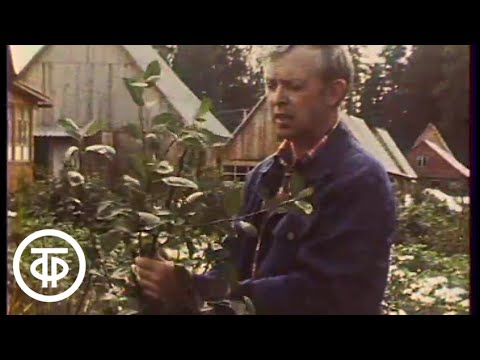 Видео: Наш сад. В зимнем саду. Кроны плодовых деревьев (1991)