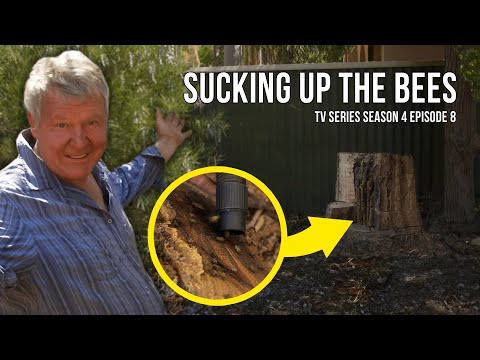 Видео: Безопасное переселение пчёл — решение проблемы пнёвого улья с помощью инновационных решений | The...