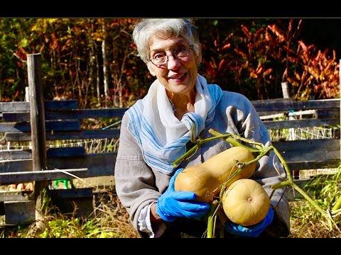Видео: Ничто так не передает атмосферу осени, как тыква