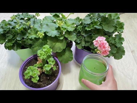 Видео: НАЛЕЙ в ГЕРАНЬ под ЗИму и даже чахлое растение вмиг пышно зацветет