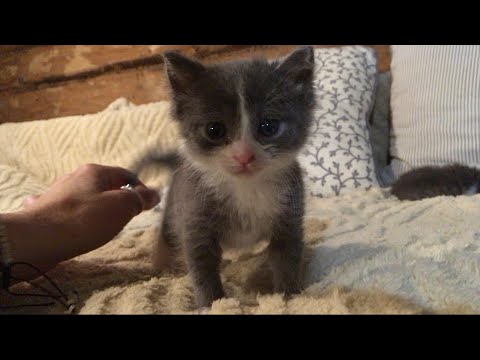 Видео: Откуда у меня появились котята ☺️