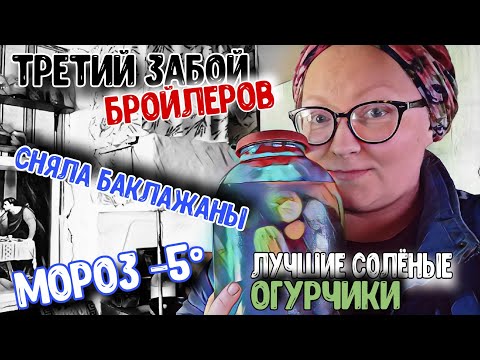 Видео: Наше с деточками утро📜 Продаем баранов и курочек 🐑🐔 Рецепт обалденных солёных огурцов🥒