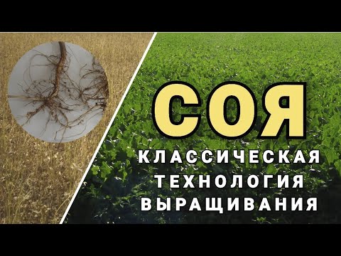 Видео: Технологии выращивания Сои.