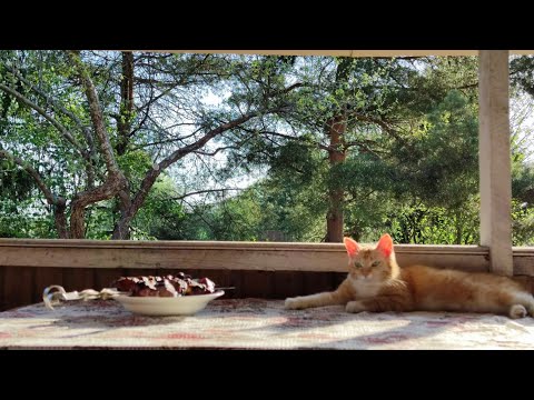 Видео: как правильно формировать крону молодых деревьев яблони и груши