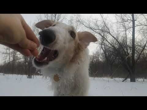Видео: Смотри полезное видео. Профилактика и  лечение травм лап, что делать. Как найти хорошего врача