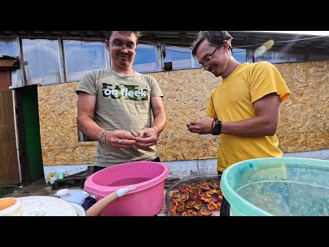 Видео: СБОР СЛИВЫ И ЗАГОТОВКА ЧЕРНОСЛИВА. 