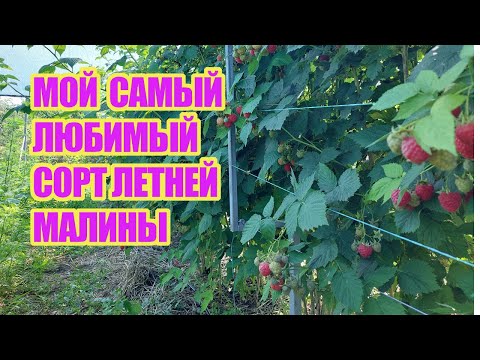 Видео: Летняя малина Октавия - самый поздний сорт из летних с прекрасной ягодой, урожайный и беспроблемный