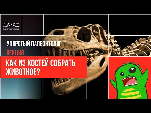 Видео: Упоротый Палеонтолог. Как из костей собрать животное?