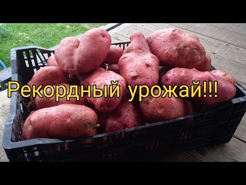 Видео: Рекордный урожай картофеля Уника! Получилось ли выкопать ведро с куста?