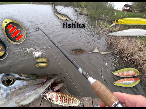 Видео: Зубастый хищник Фишки в Данилово.