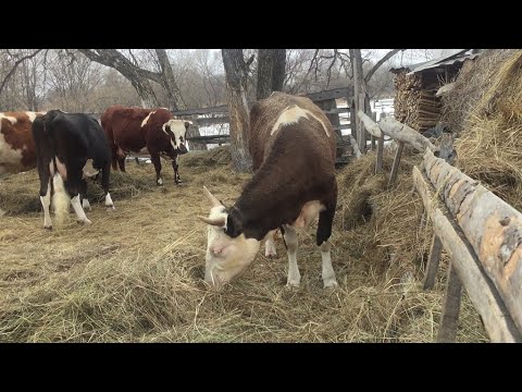 Видео: Сколько молока дают наши коровы. Раздой первотёлок.