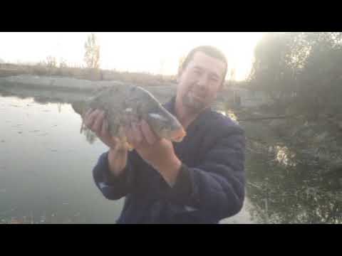 Видео: 12.11.2025й-кун натижалари