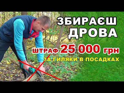 Видео: Дрова з узбіччя — чи можна забирати повалені уздовж доріг дерева та гілки