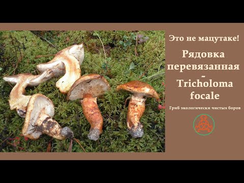 Видео: Это не мацутаке! Рядовка перевязанная - Tricholoma focale. Гриб экологически чистых боров.