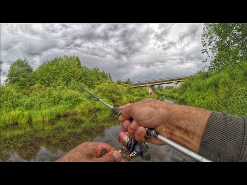 Видео: Рыбалка на реке Молога. Малая река. Ловля Окуня. Спиннинг в Тверской Области