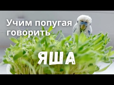 Видео: Учим попугая говорить Яша
