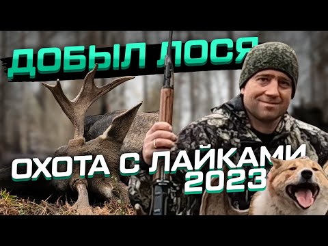 Видео: Добыл лося! Охота с лайками 2023 на лося бычка! #охотаналося
