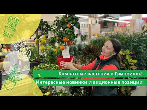 Видео: Комнатные растения в Гринвилль! Интересные новинки и акционные позиции.