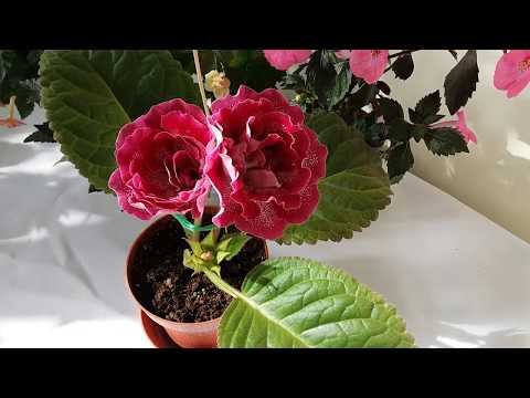 Видео: Геснериевые комнатные цветы