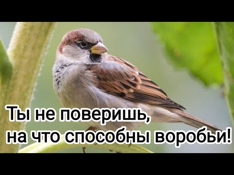 Видео: 🔥ШОКИРУЮЩИЕ ФАКТЫ О ВОРОБЬЯХ, КОТОРЫЕ ВЗОРВУТ ВАШ МОЗГ! 🐦