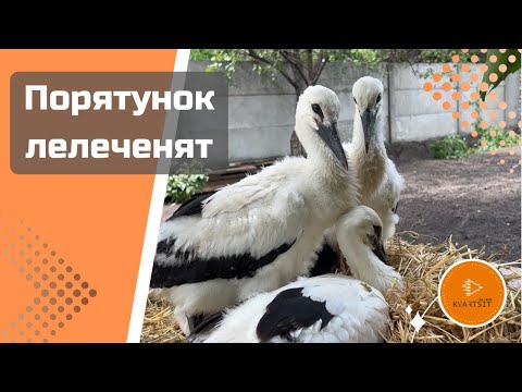 Видео: Артур Шабліян розповів про порятунок лелеченят у   Горішніх Плавнях