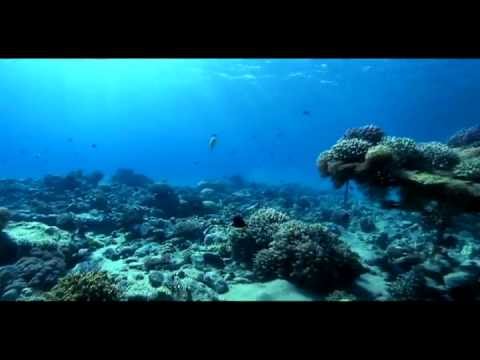 Видео: Dophin - Последний дельфин