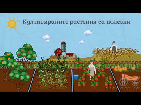 Видео: Животът в равнините и низините - Човекът и природата 4 клас | academico